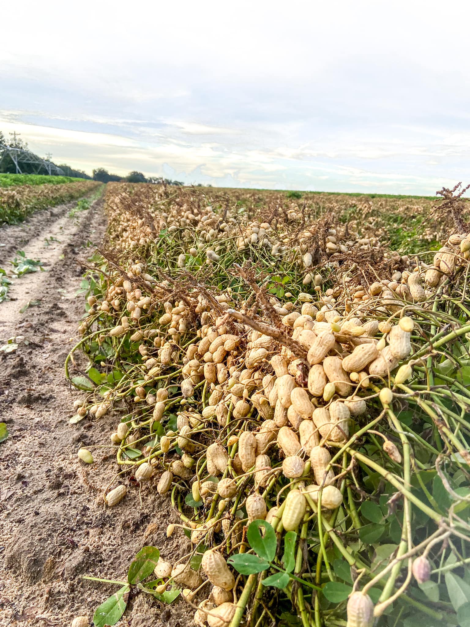 AMERICAN PEANUT GROWERS GROUP LLC logo