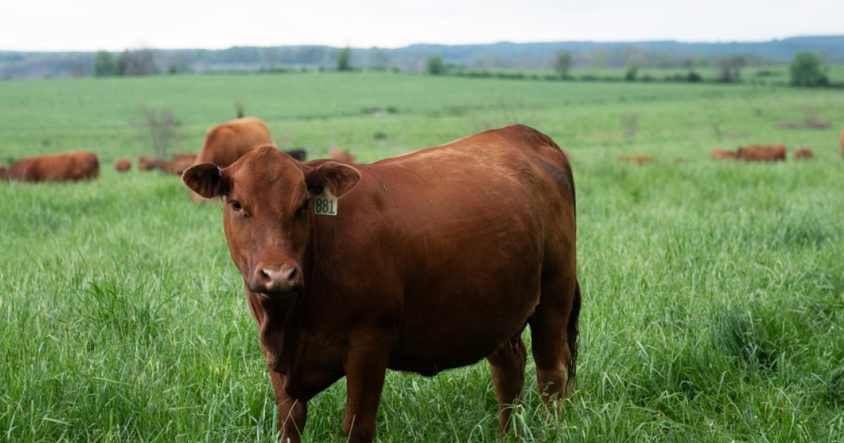 CYPRESS VALLEY MEAT COMPANY 1, LLC logo