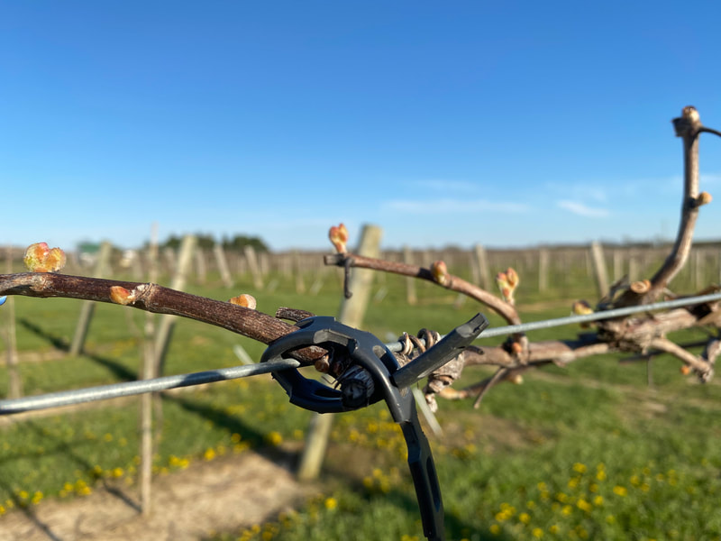 DRAGONFLY CELLARS, LLC logo