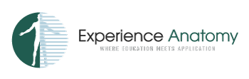 EXPERIENCE ANATOMY LLC logo