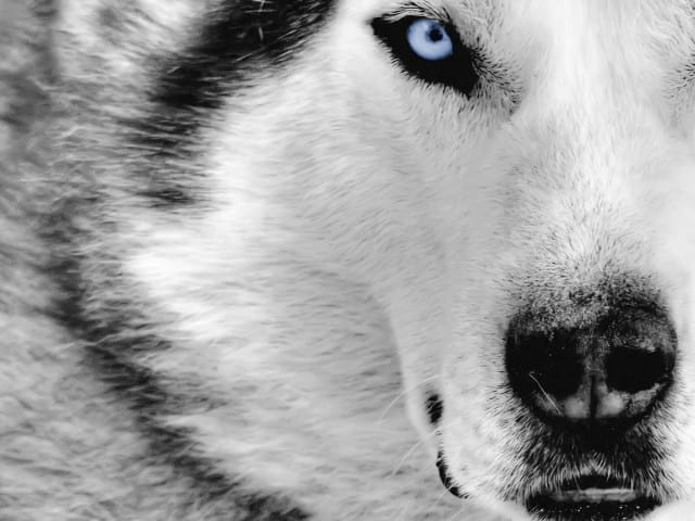 GRAY WOLF SOLUTIONS LLC logo