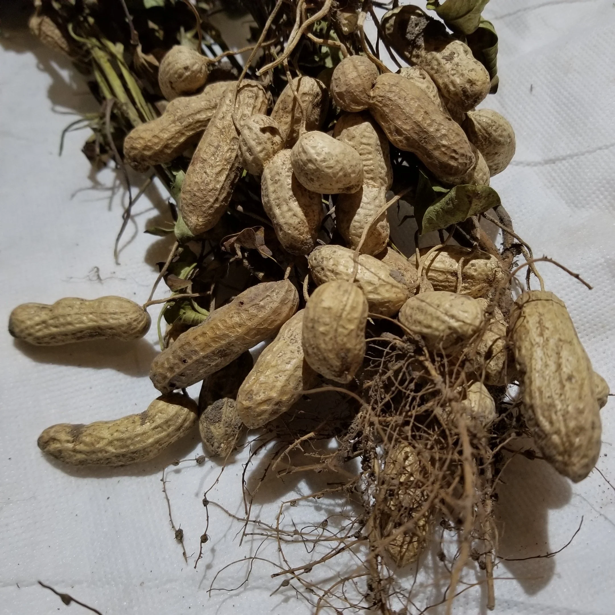 GREAT LAKES STAPLE SEEDS LLC logo