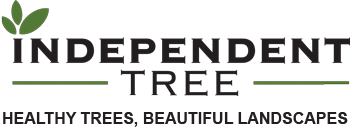 INDEPENDENT TREE LLC logo